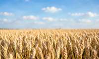 ضرورت تحویل محصول گندم و کلزا به مراکز مجاز دولتی در شهرستان آزادشهر